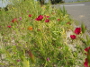 img0111.jpg