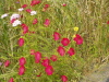 img0113.jpg