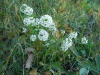img0129.jpg