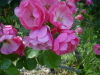 img0133.jpg