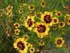 img0140.jpg