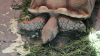 img0011.jpg
