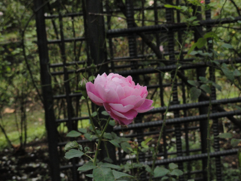 img0009.jpg