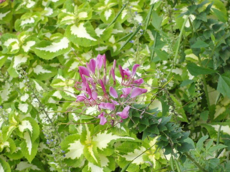 img0015.jpg