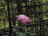 img0009.jpg