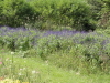 img0012.jpg