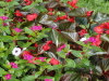 img0013.jpg