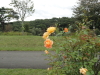 img0029.jpg