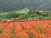 img0035.jpg