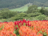 img0036.jpg
