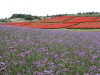 img0041.jpg