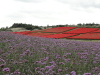 img0042.jpg