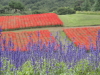 img0051.jpg