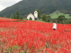 img0074.jpg