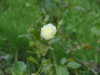 img0094.jpg