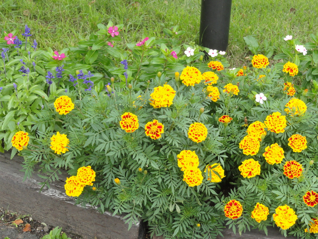img0003.jpg