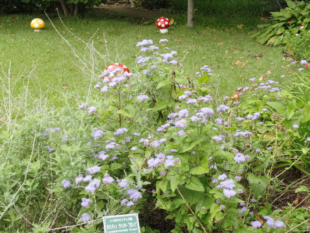 img0007.jpg