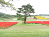 img0018.jpg