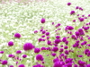img0043.jpg