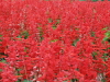 img0063.jpg