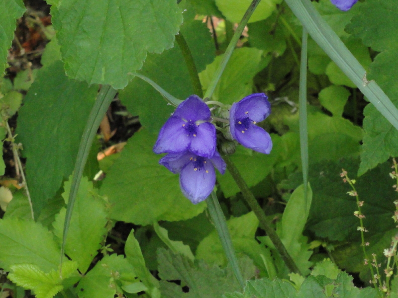img0020.jpg
