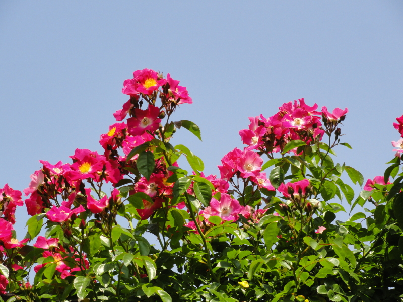 img0040.jpg