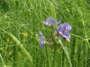 img0015.jpg