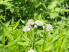 img0018.jpg