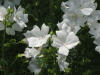 img0019.jpg