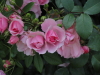 img0026.jpg