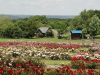 img0036.jpg