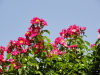 img0040.jpg