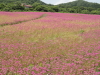 img0046.jpg