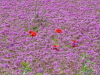img0050.jpg