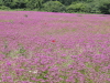 img0053.jpg