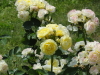 img0072.jpg