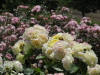 img0073.jpg