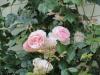 img0086.jpg
