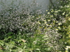 img0087.jpg