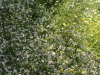 img0088.jpg