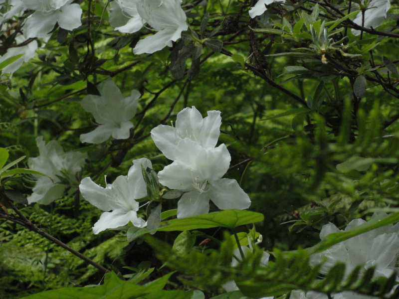 img0148.jpg