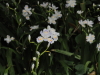 img0010.jpg