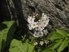 img0098.jpg
