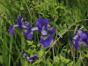 img0156.jpg