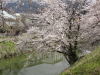 img0050.jpg
