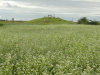 img0020.jpg