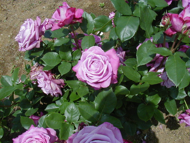 img0017.jpg