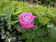 img0036.jpg