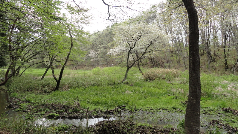 img0009.jpg