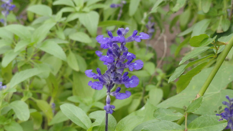 img0013.jpg